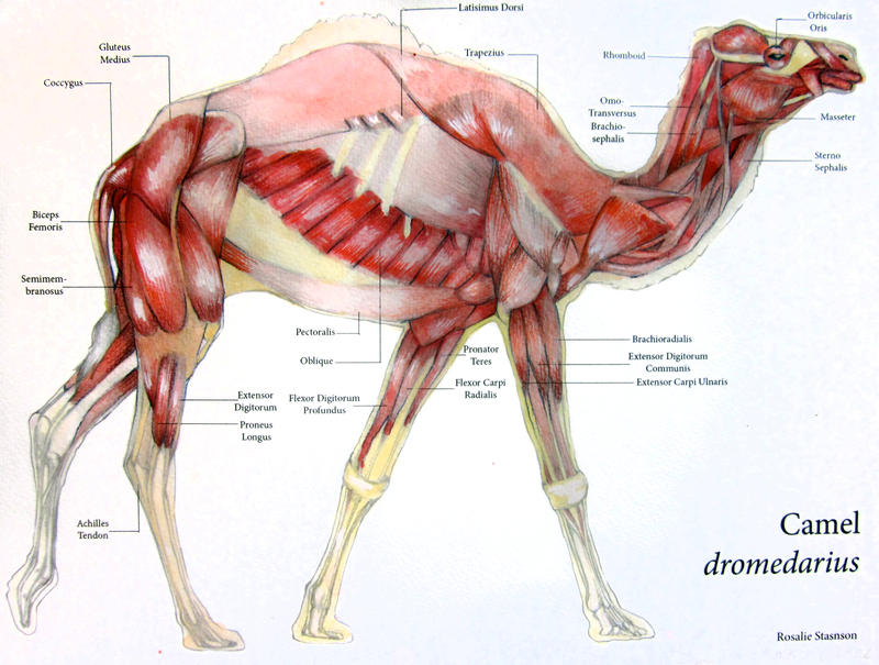 http://img08.deviantart.net/1f60/i/2013/115/9/d/camel_muscular_system_by_otvali-d62xoye.jpg