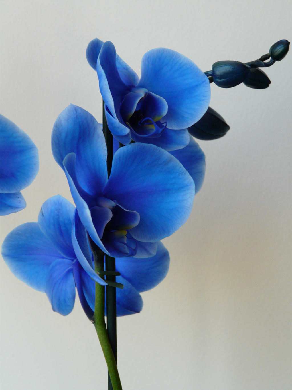 Blue Orchid Drawing