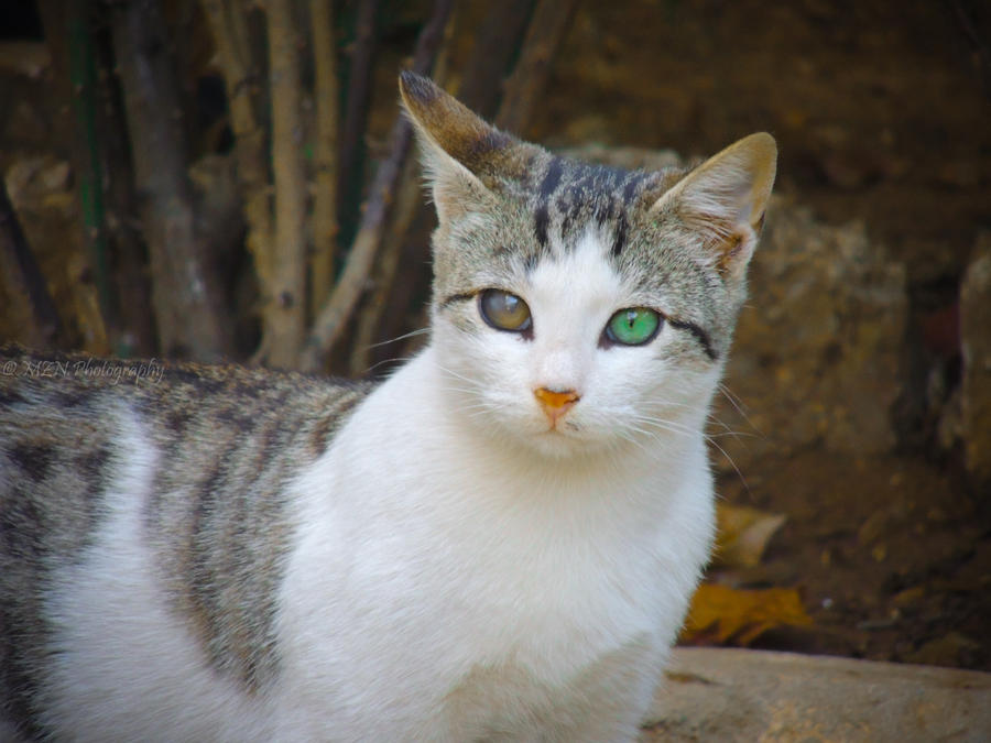 » Heterochromia Iridum Two Different Colored Eyes (21 photos)