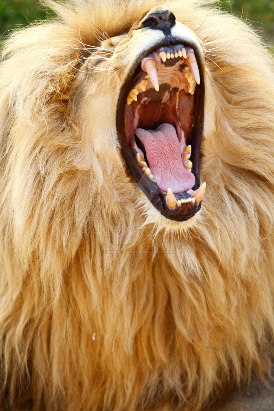 Lion With Open Mouth 79