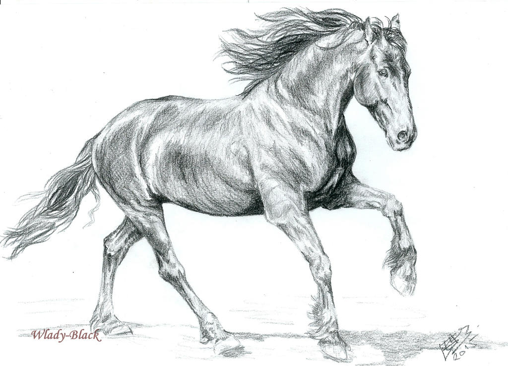 friesian_horse____by_juditha_wlady-d8njz
