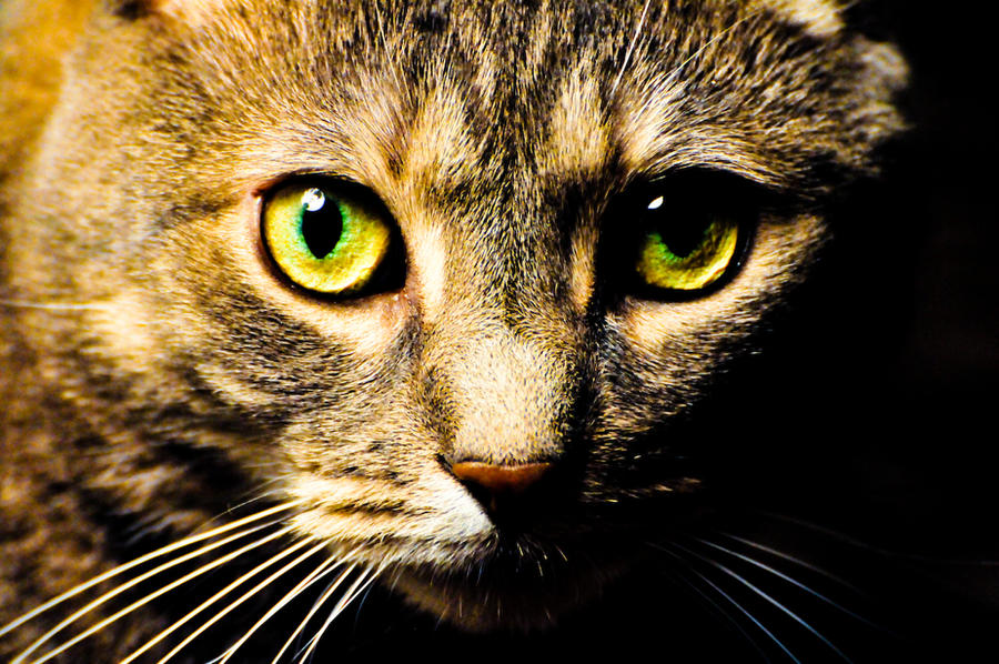Желто-зеленые глаза серая полосатая кошка кот фото свет тьма