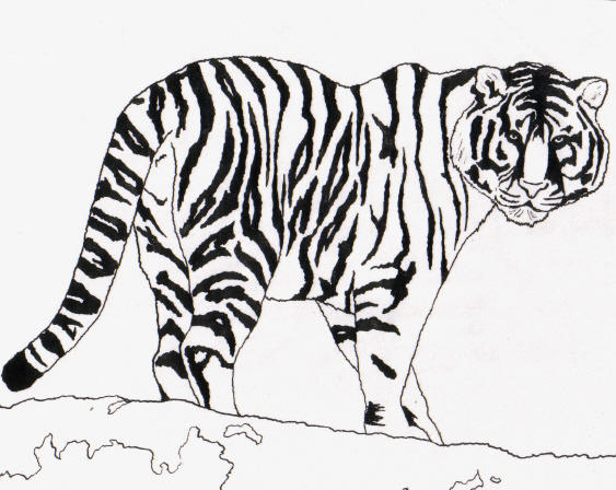 Tiger - Ink by daevax on DeviantArt