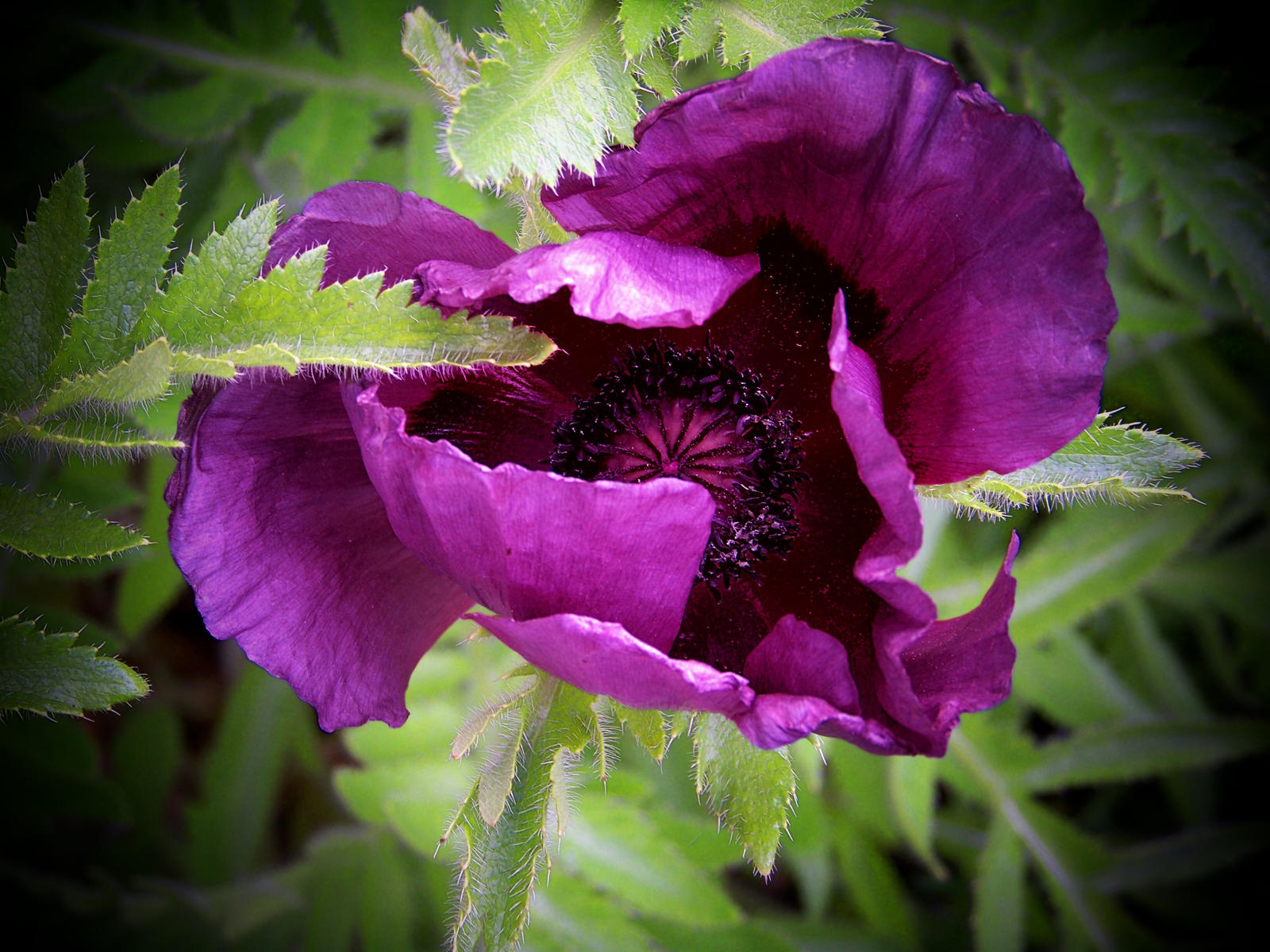 Purple Poppy II by MadGardens on DeviantArt