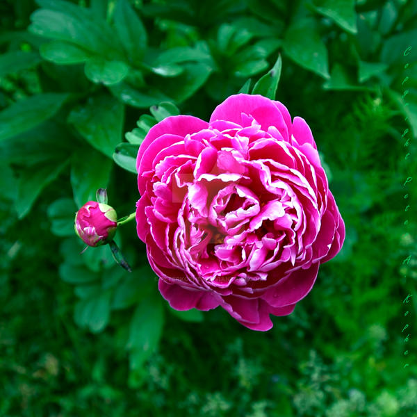 Peony and Orb by peterkopher
