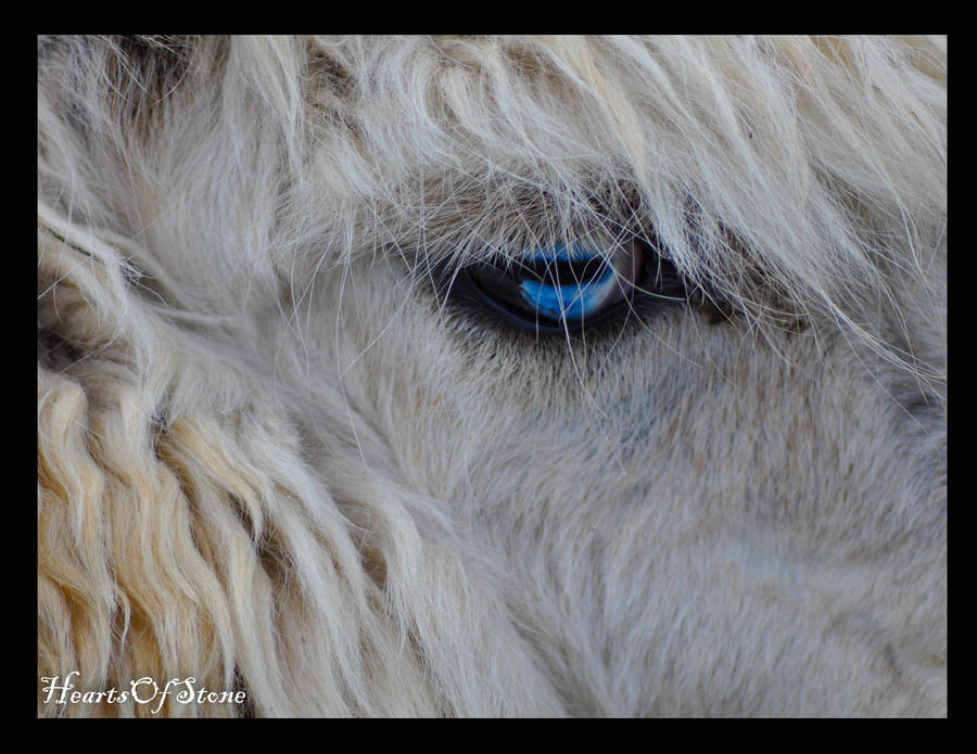 Llama Eyes by HeartsOfStone on DeviantArt