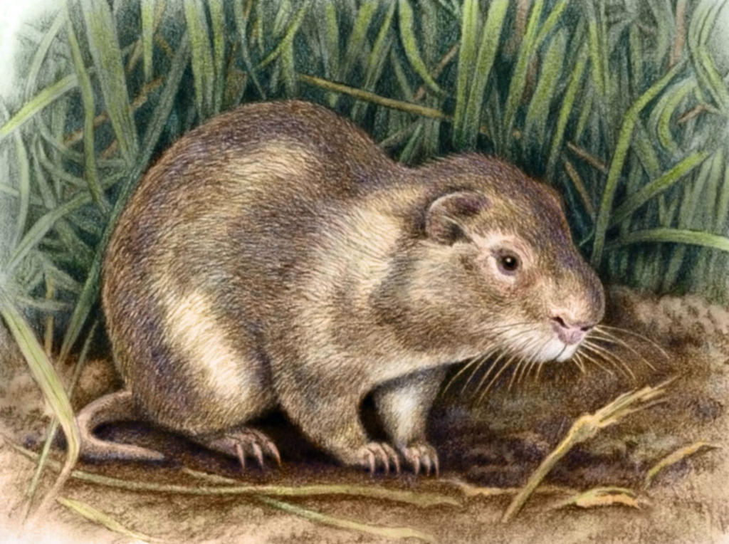 Greater Cane Rat by WillemSvdMerwe