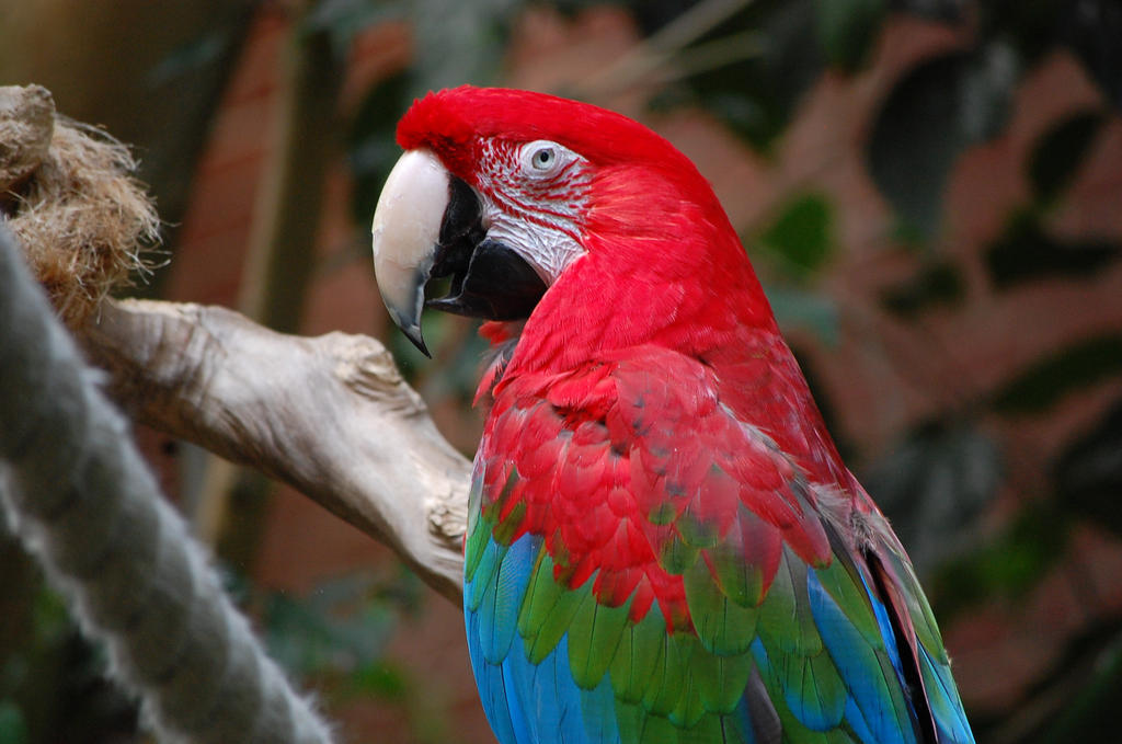 Green-Winged Macaw by TheWritingDragon on DeviantArt