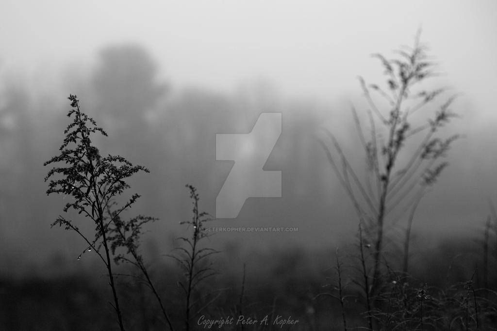 Foggy Morning in Maryland by peterkopher