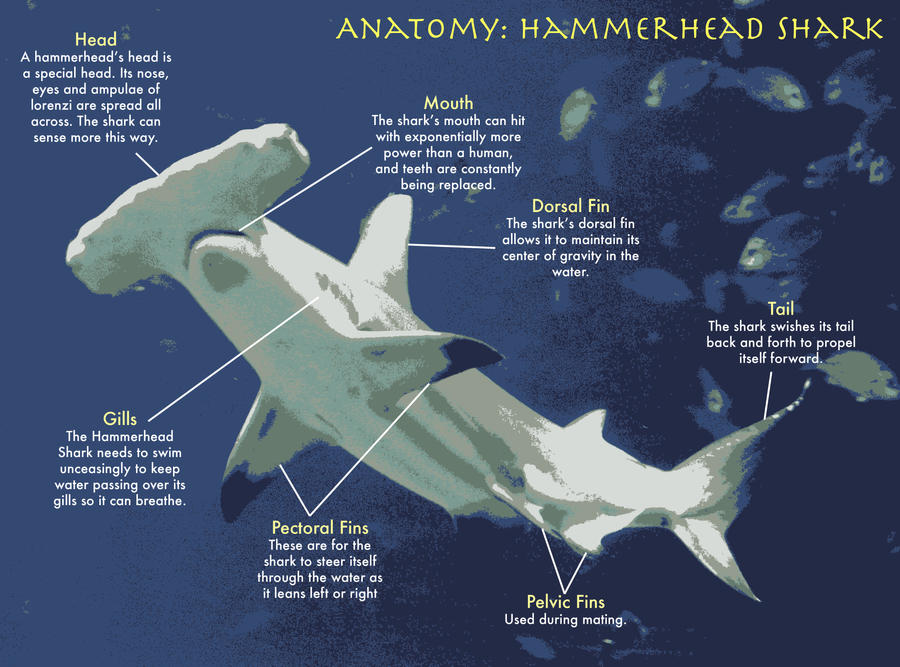 Anatomy: Hammerhead Shark by chipples19 on DeviantArt